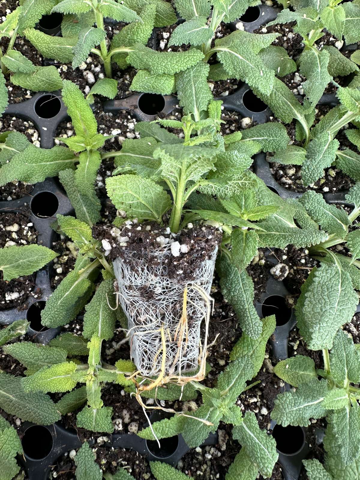 Salvia nemorosa 'Salute Pink Light' — wholesale plug/liner
