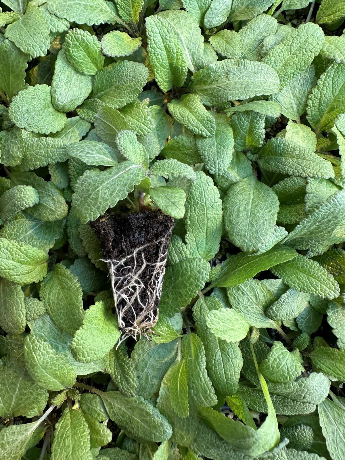 Salvia nemorosa 'Salvatore Blue' — wholesale plug/liner