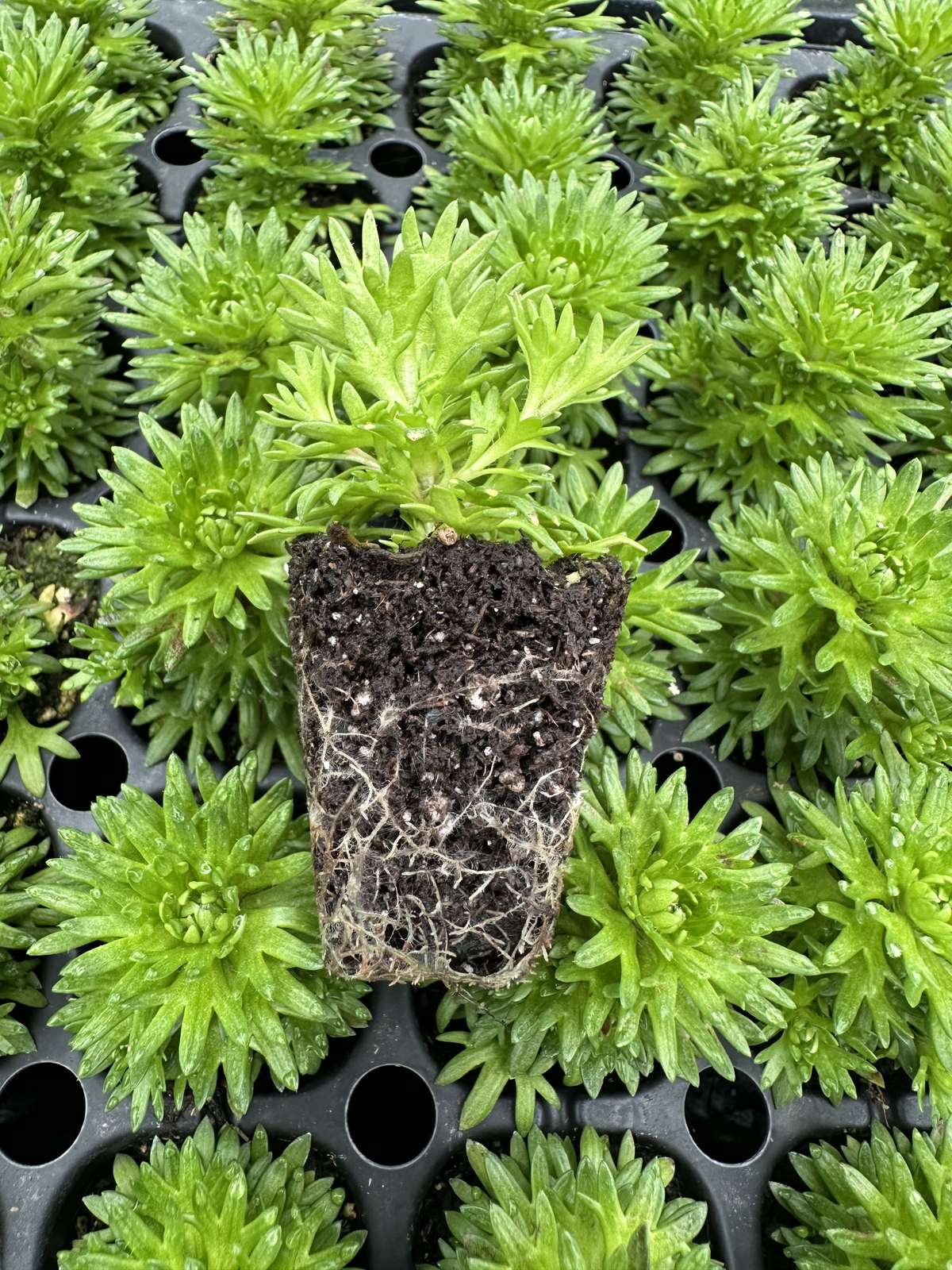 Saxifraga arendsii 'Marto™ Rose'