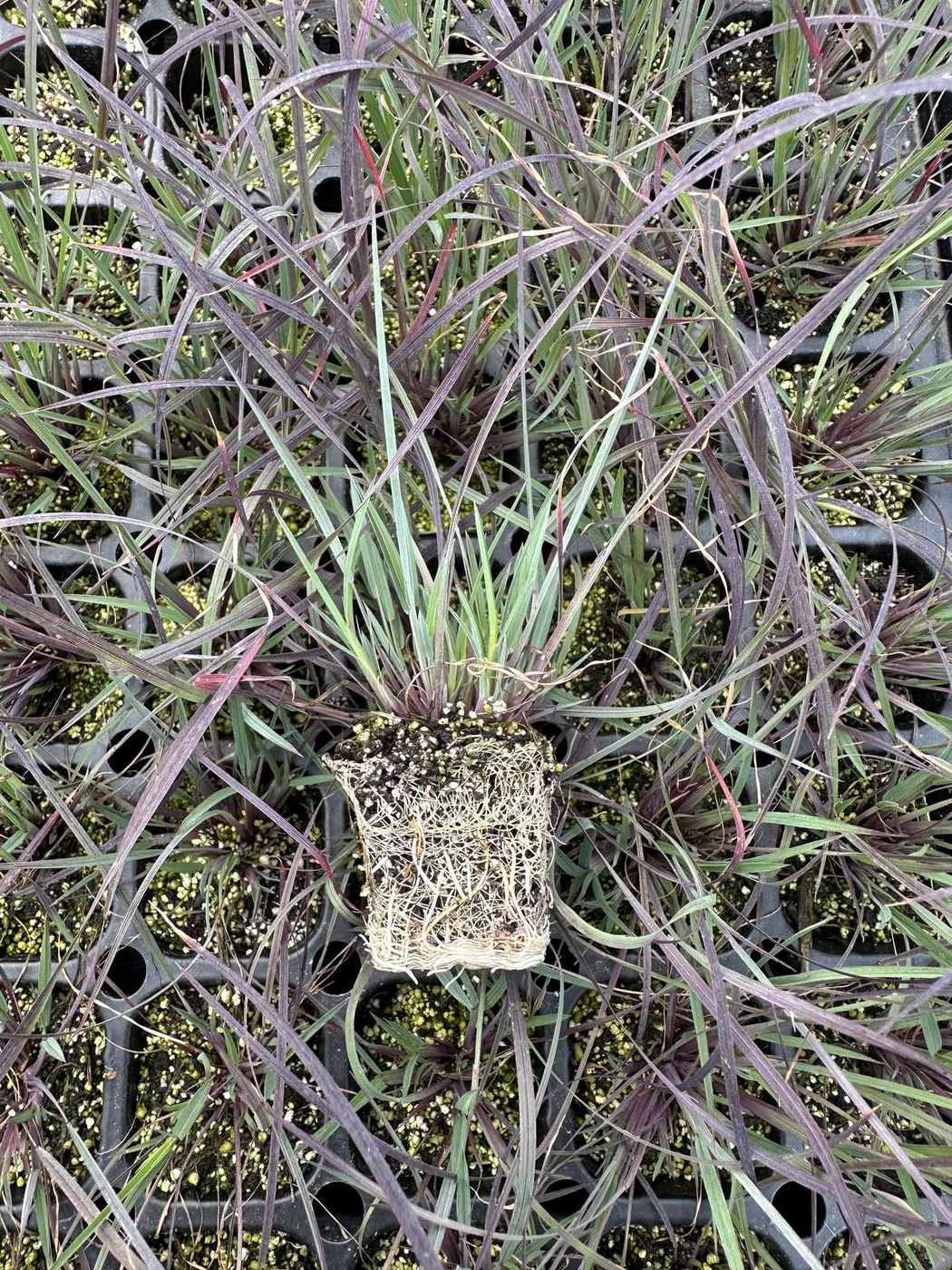 Schizachyrium scoparium 'Blue Heaven®' — wholesale plug/liner