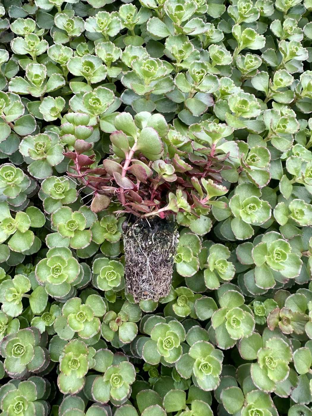 Sedum spurium 'Red Carpet' — wholesale plug/liner