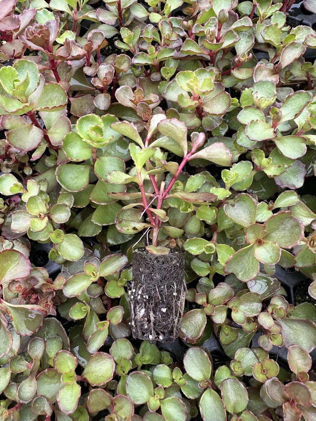 Sedum spurium 'Voodoo' — wholesale plug/liner