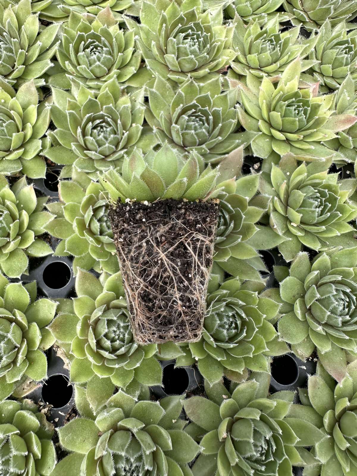 Sempervivum Comander Hay — wholesale plug/liner