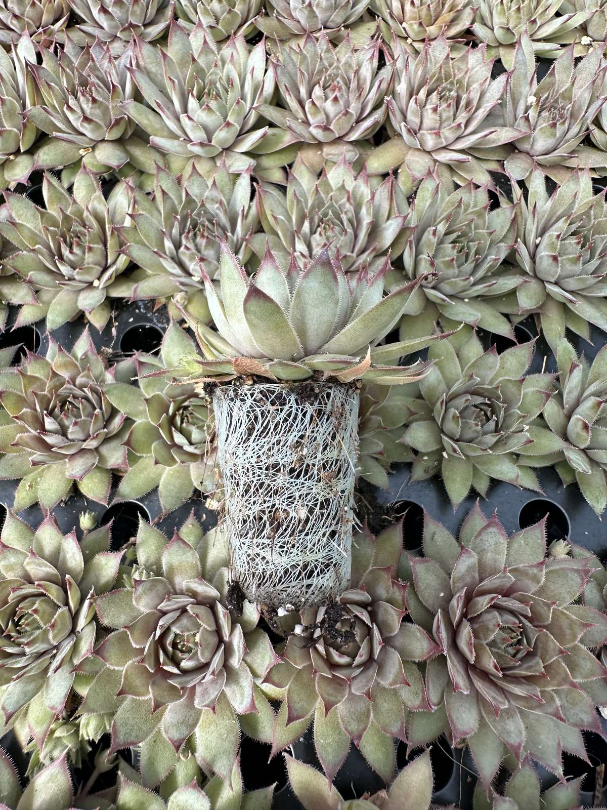 Sempervivum Red Beauty — wholesale plug/liner