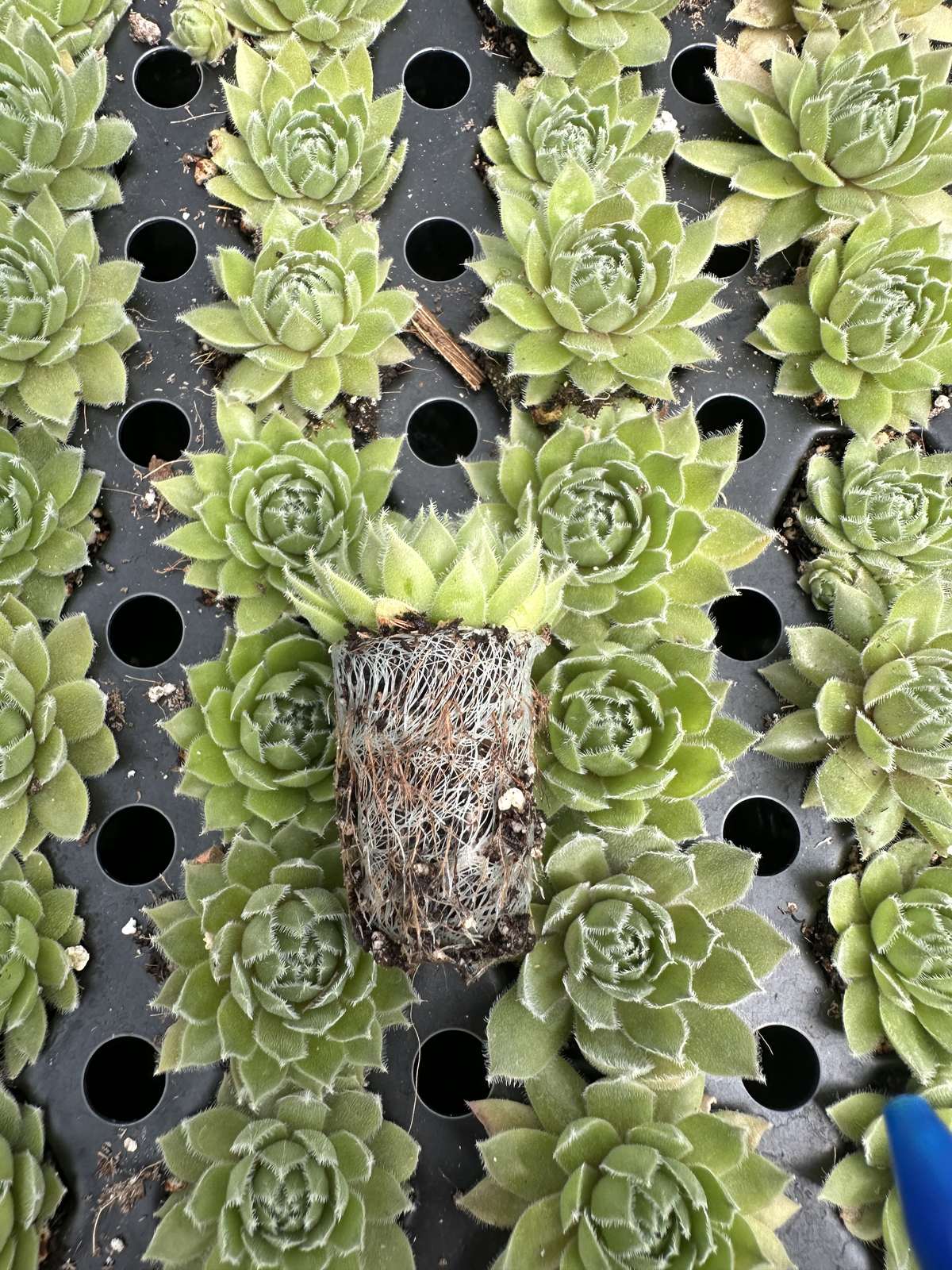 Sempervivum Ruby Heart — wholesale plug/liner