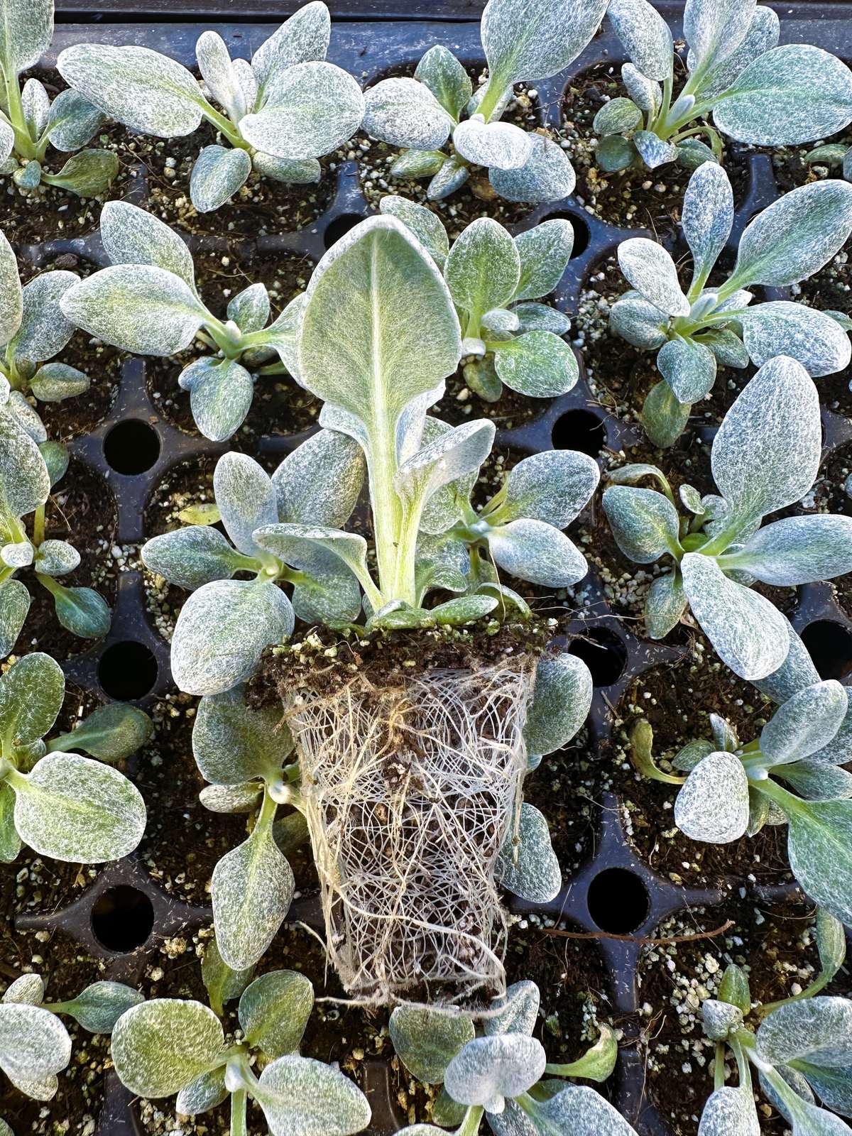 Senecio candicans 'Angel Wings' — wholesale plug/liner