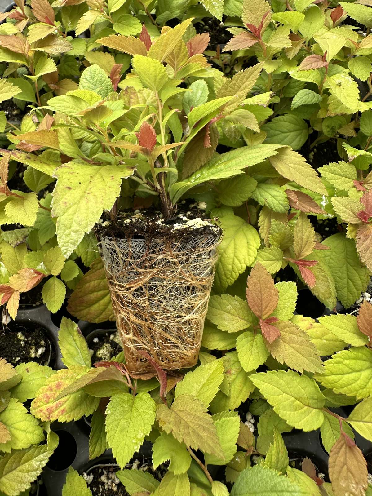 Spiraea x bumalda 'Goldflame' — wholesale plug/liner