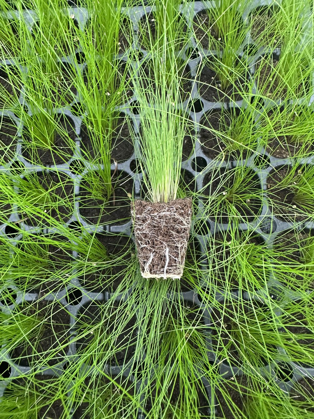 Stipa (nasella) tenuissima — wholesale plug/liner