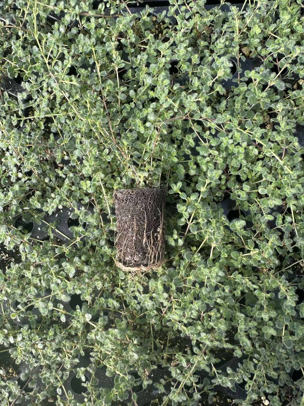 Thymus praecox 'Coccineus Major'