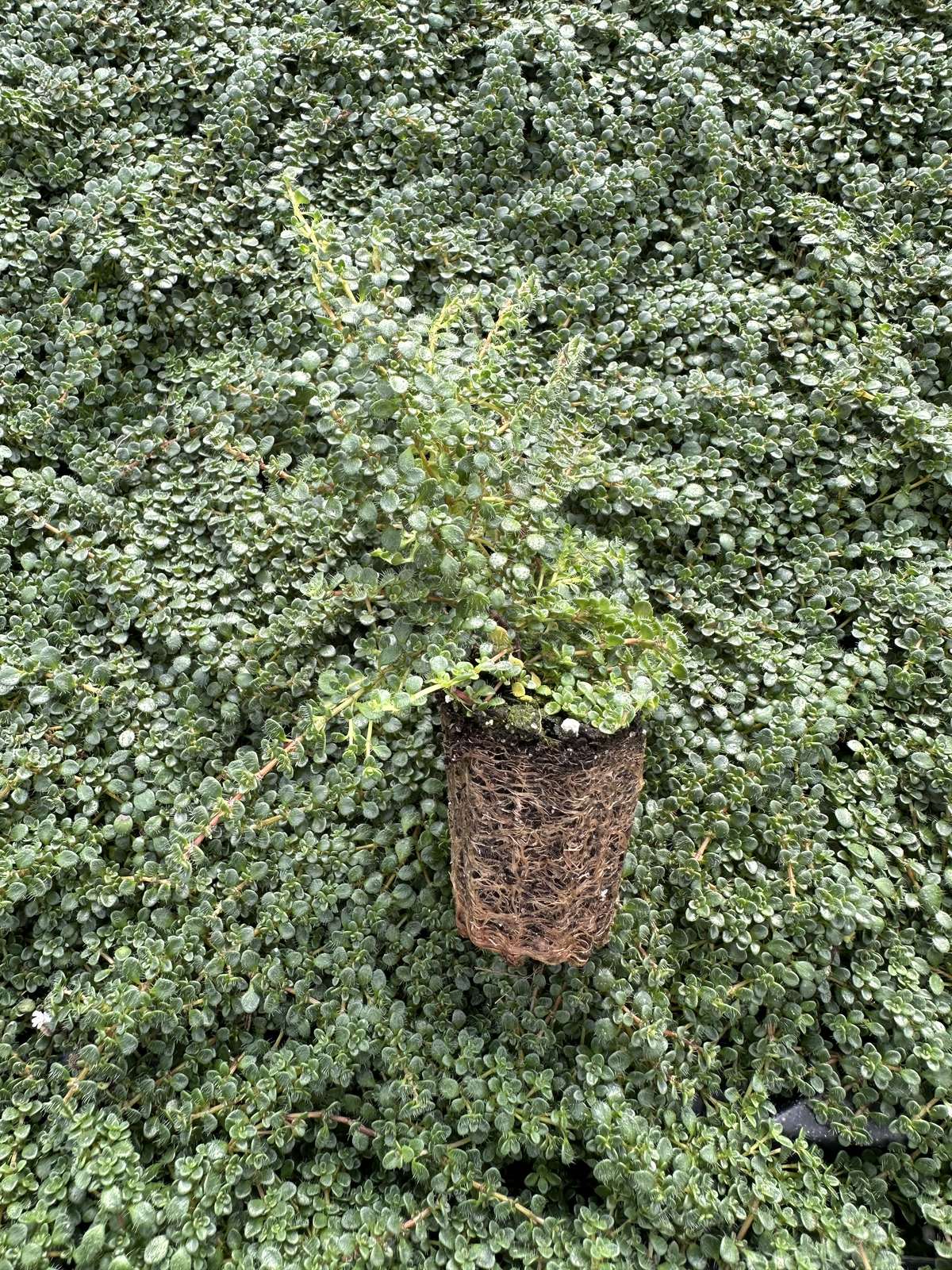 Thymus praecox 'Elfin' — wholesale plug/liner