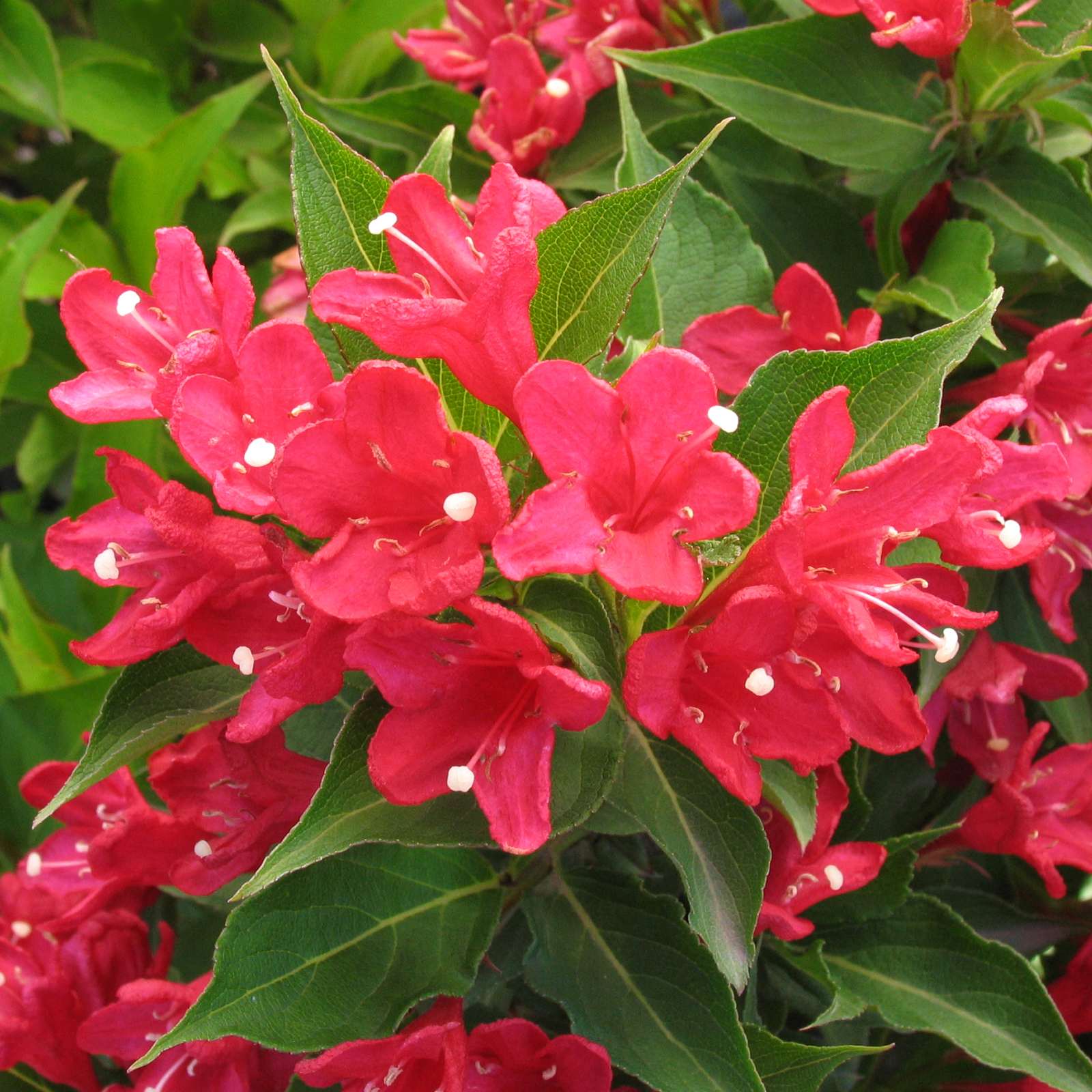Weigela florida 'Red Prince' — wholesale plug/liner